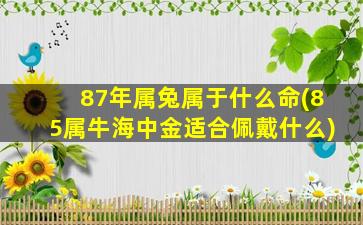 87年属兔属于什么命(85属牛