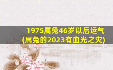 <b>1975属兔46岁以后运气(属兔的2023有血光之灾)</b>