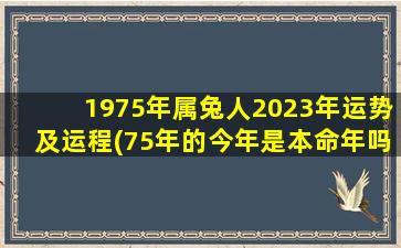 1975年属兔人2023年运势及运程(75年的今年是本命年吗)