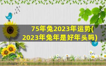 75年兔2023年运势(2023年兔年是好年头吗)