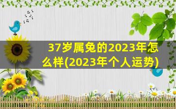 37岁属兔的2023年怎么样(