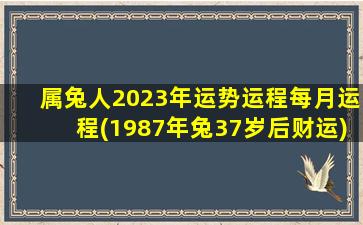 属兔人2023年运势运程每月运程(1987年兔37岁后财运)