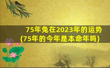 <b>75年兔在2023年的运势(75年的今年是本命年吗)</b>