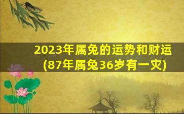 2023年属兔的运势和财运(87年属兔36岁有一灾)