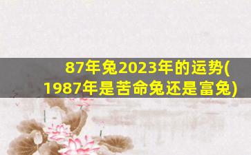 87年兔2023年的运势(1987年是苦命兔还是富兔)