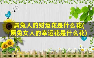 属兔人的财运花是什么花(属兔女人的幸运花是什么花)