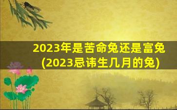 2023年是苦命兔还是富兔(2023忌讳生几月的兔)