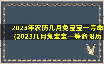 2023年农历几月兔宝宝一等命(2023几月兔宝宝一等命阳历)