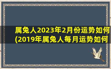 属兔人2023年2月份运势如何(2019年属兔人每月运势如何)