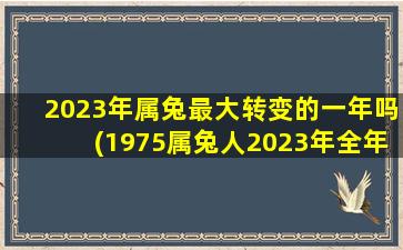 2023年属兔最大转变的一年吗(1975属兔人2023年全年运势详解)