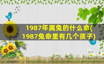 1987年属兔的什么命(1987兔命里有几个孩子)