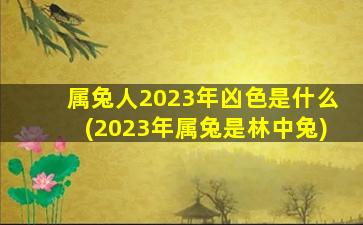 属兔人2023年凶色是什么(2023年属兔是林中兔)