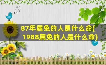 87年属兔的人是什么命(1988属兔的人是什么命)