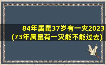 84年属鼠37岁有一灾2023(7