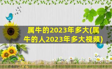 属牛的2023年多大(属牛的人2023年多大视频)