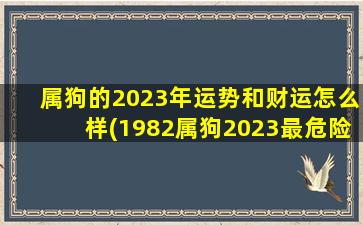 属狗的2023年运势和财运怎