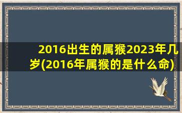 <b>2016出生的属猴2023年几岁(2016年属猴的是什么命)</b>