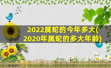 2022属蛇的今年多大(2020年