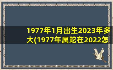 1977年1月出生2023年多大(1977年属蛇在2022怎么样)