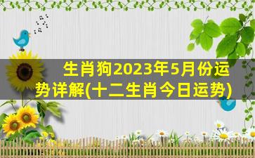 生肖狗2023年5月份运势详解