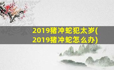 2019猪冲蛇犯太岁(2019猪冲蛇怎么办)