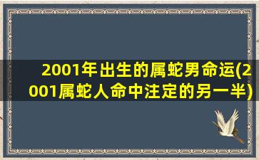 <strong>2001年出生的属蛇男命运</strong>