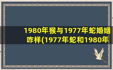 1980年猴与1977年蛇婚姻咋