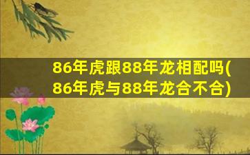 86年虎跟88年龙相配吗(86年虎与88年龙合不合)