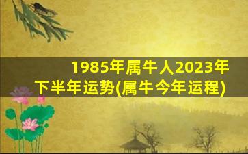 1985年属牛人2023年下半年运