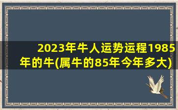 2023年牛人运势运程1985年的