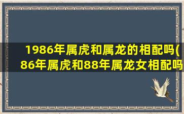 1986年属虎和属龙的相配吗(86年属虎和88年属龙女相配吗)