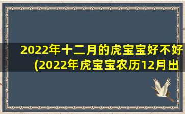 2022年十二月的虎宝宝好不