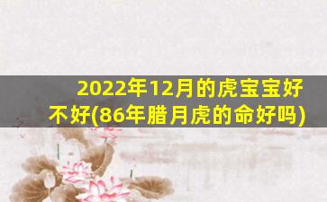 2022年12月的虎宝宝好不好