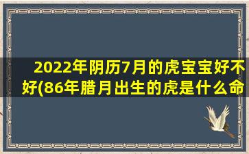 2022年阴历7月的虎宝宝好