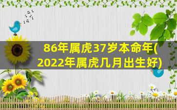 86年属虎37岁本命年(202