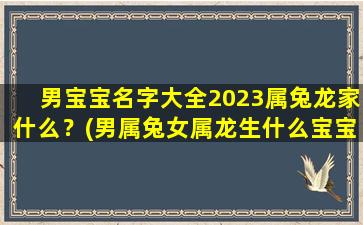 男宝宝名字大全2023属兔龙家什么？(男属兔女属龙生什么宝宝好)