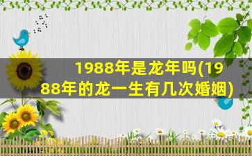 1988年是龙年吗(1988年的龙