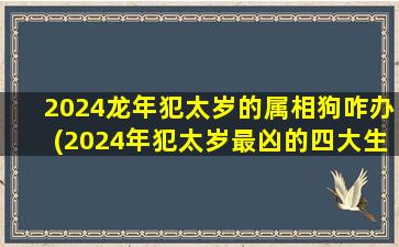 2024龙年犯太岁的属相狗