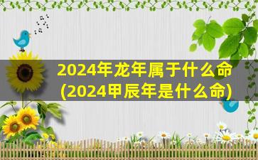 2024年龙年属于什么命(