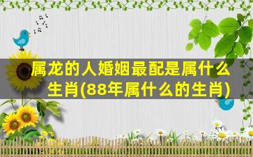 属龙的人婚姻最配是属什么生肖(88年属什么的生肖)