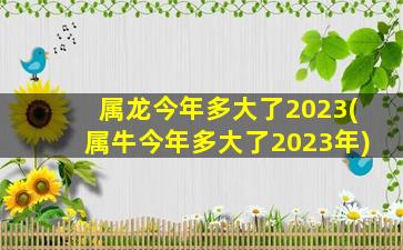 属龙今年多大了2023(属牛