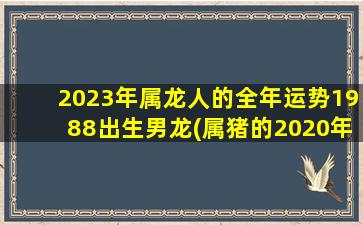 2023年属龙人的全年运势1988出生男龙(属猪的2020年运势怎么样)