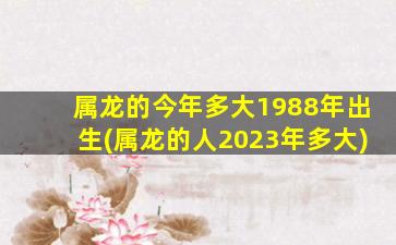 属龙的今年多大1988年出