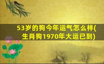 53岁的狗今年运气怎么样