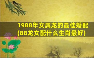 1988年女属龙的最佳婚配(88龙女配什么生肖最好)