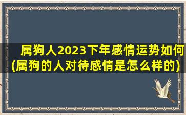 属狗人2023下年感情运势如