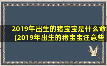 2019年出生的猪宝宝是什