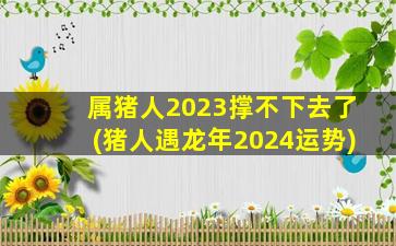 属猪人2023撑不下去了(猪人