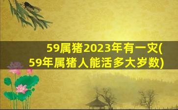 <strong>59属猪2023年有一灾(59年属</strong>