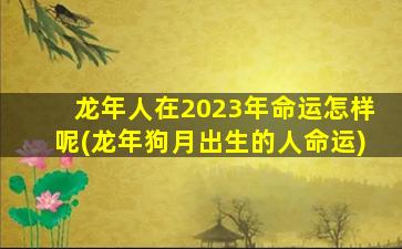 龙年人在2023年命运怎样呢